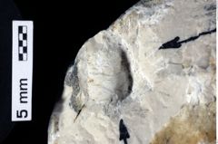 Foto (Detailansicht) von Culmenformosa sp. (NHMW-GEO-1990-0041-0446)